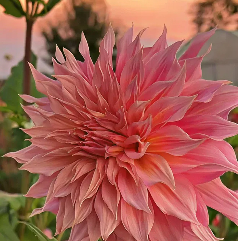 Composition florale 1