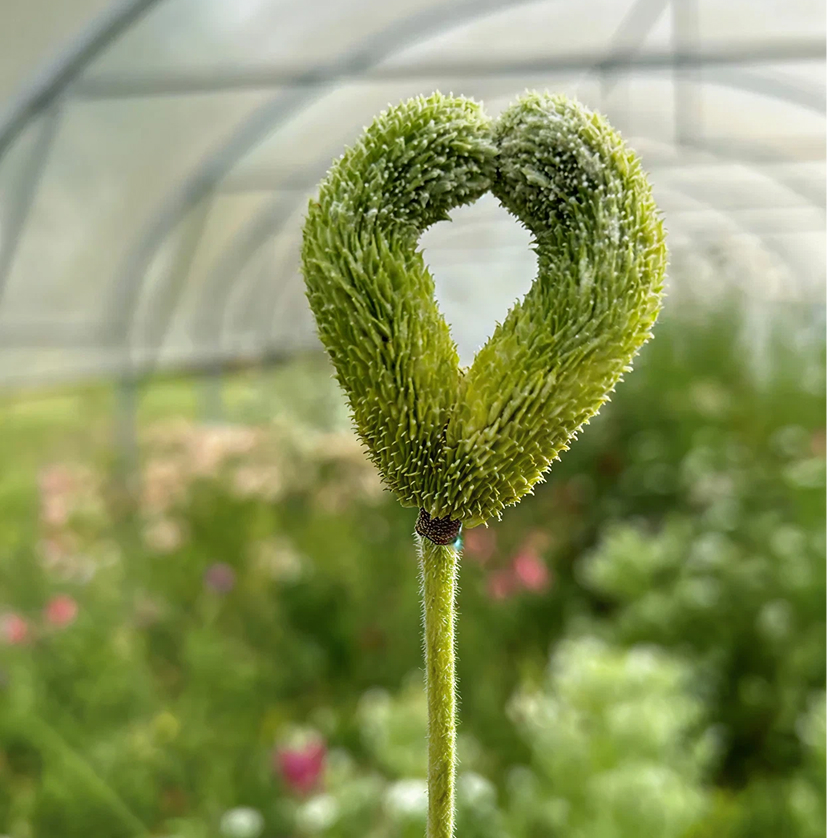 Composition florale 2