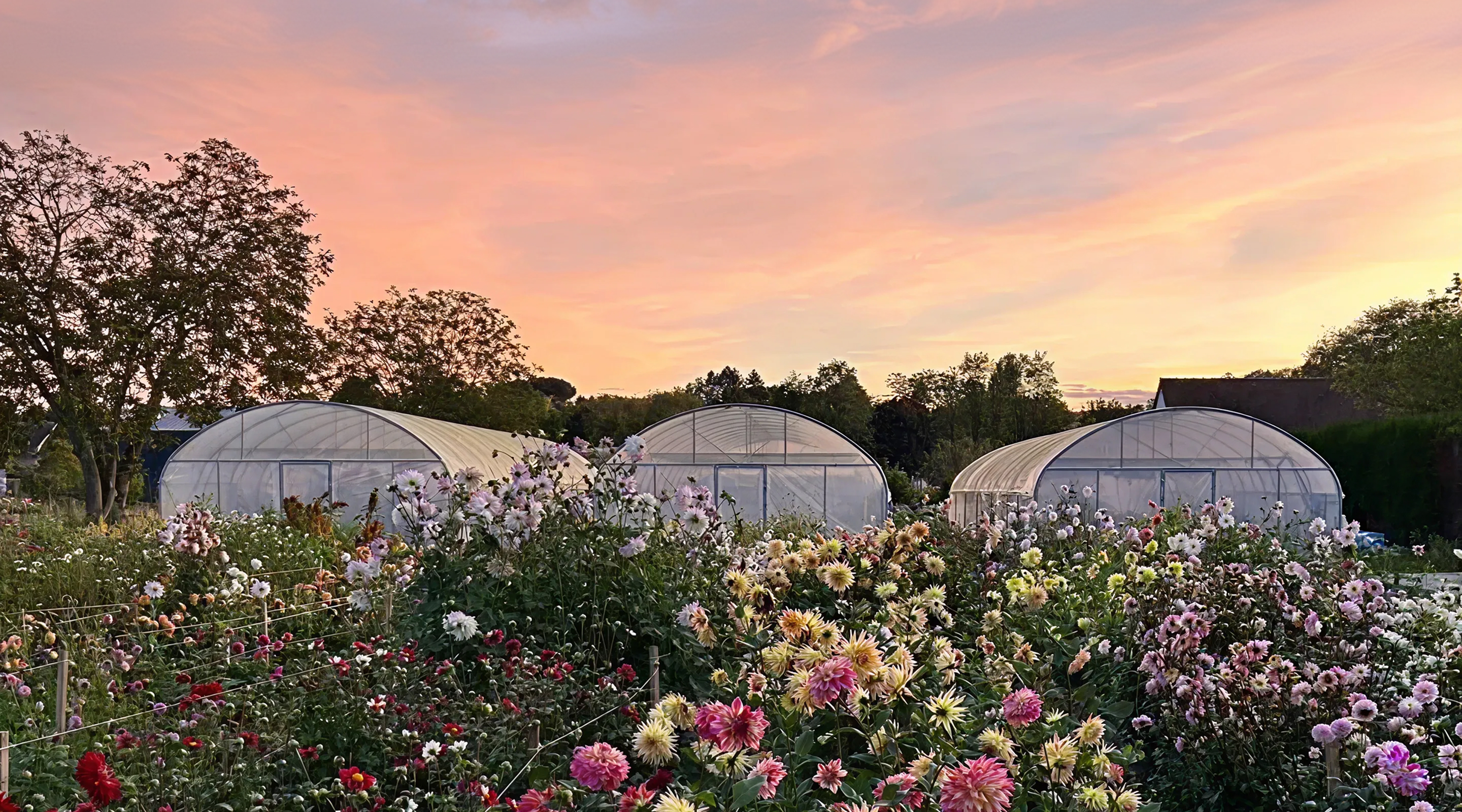 Champ de fleurs Floriferme