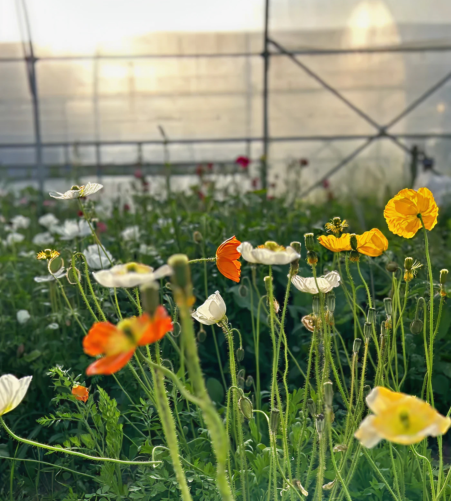 Fleurs de saison récoltées
